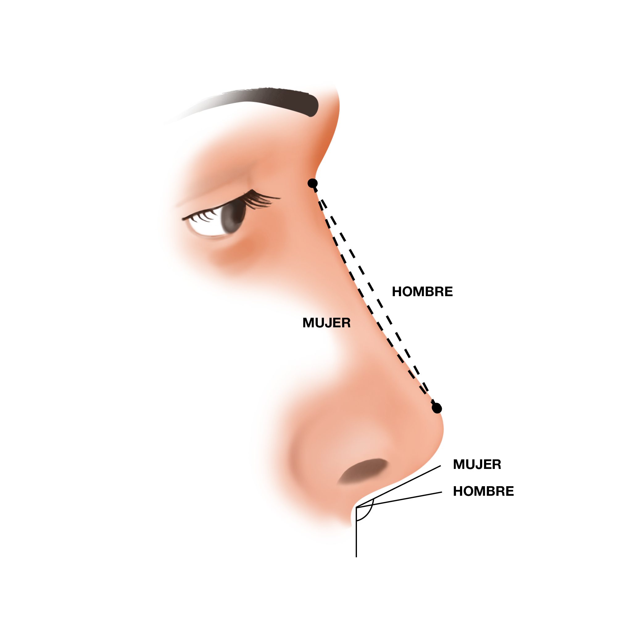 Ilustración sobre las diferencias entre la nariz masculina y la nariz femenina